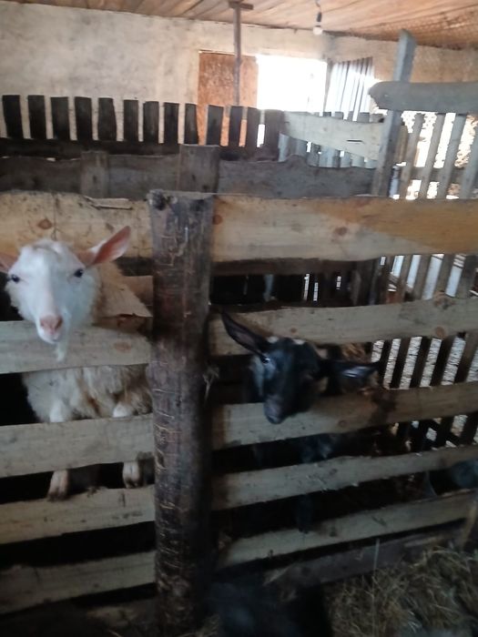 Продам коз и козликов