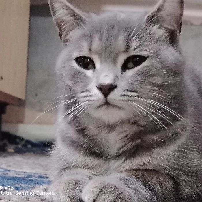 Tilim bilan ayollarning kozlarini yalayman