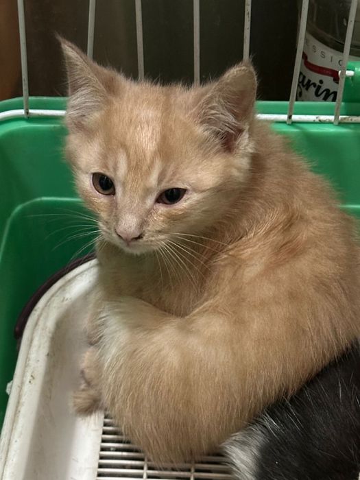 Котята в добрые руки!