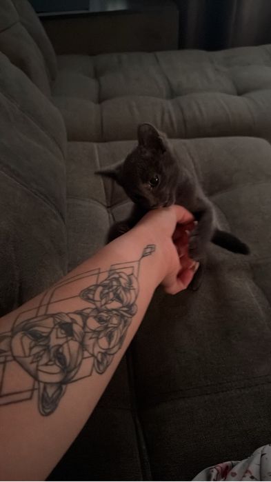 Котенок, 4 месяца, девочка
