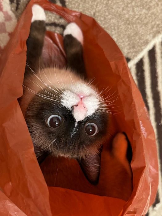 Отдадим кота в добрые руки