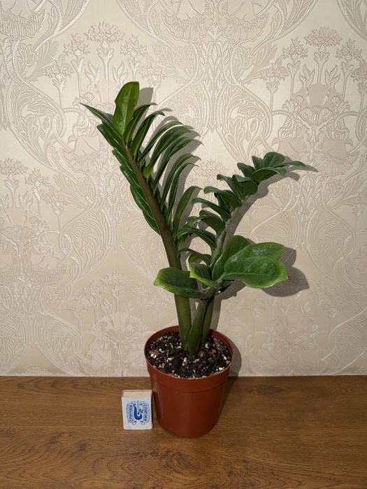 Замиокулькас Зензи, комнатные растения, комнатные цветы