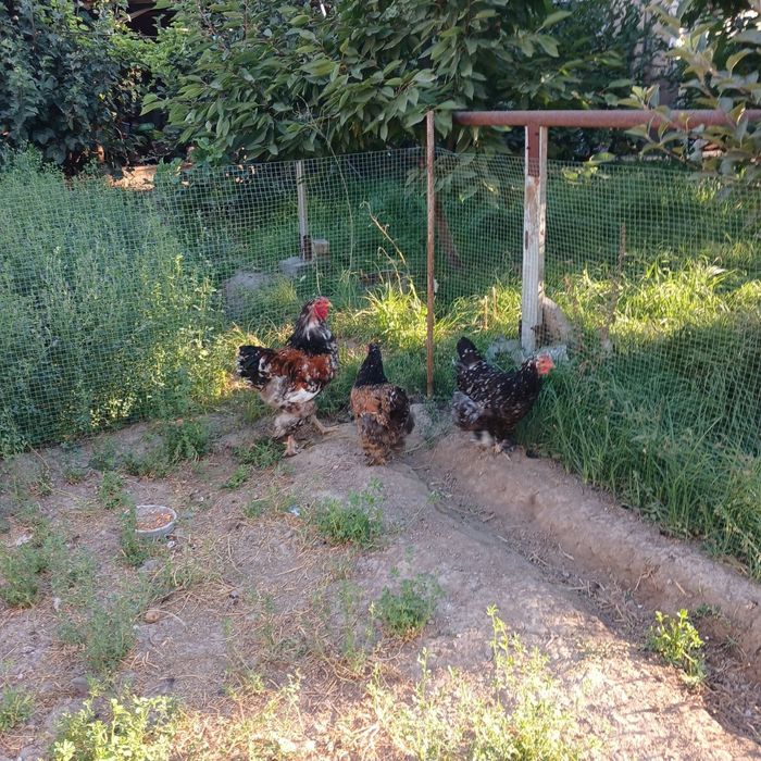 Parselan brama oila sotiladi.