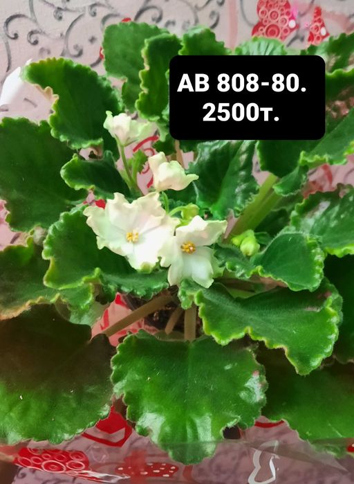 Продам цветущие фиалки