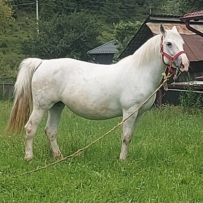 Vând iapă gestantă în ultima lună