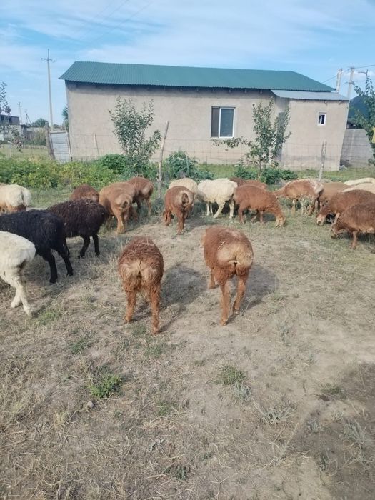 Кепе козылар сатылады оптом 37 бас