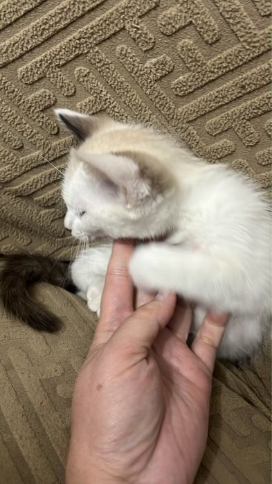 Домашние котята .