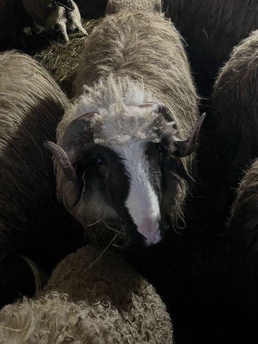 Berbec turcan varsta de un an si pret negociabil