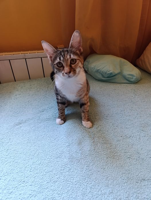 Котенце за осиновяване