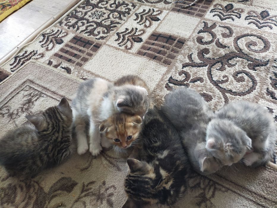 Отдам котят в добрые руки