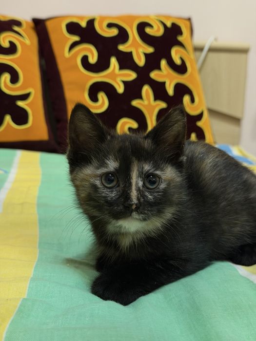Котенок в добрые руки