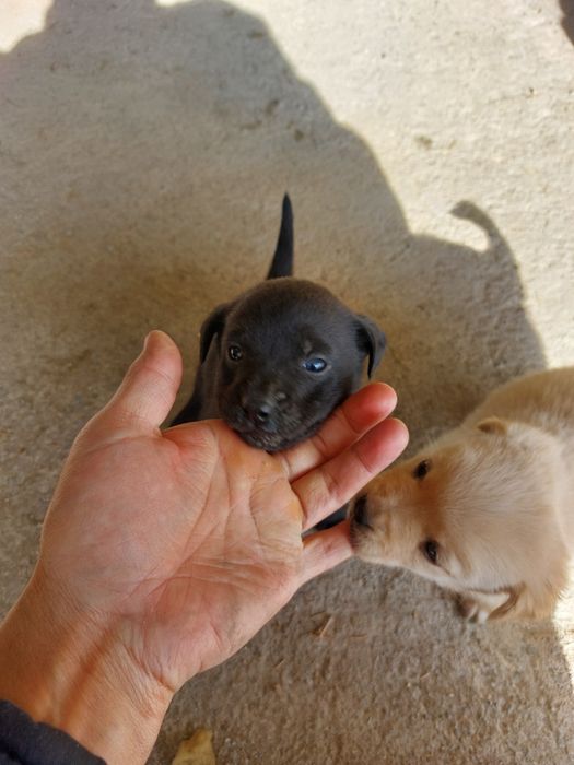 Отдам щенков бесплатно лабрадор