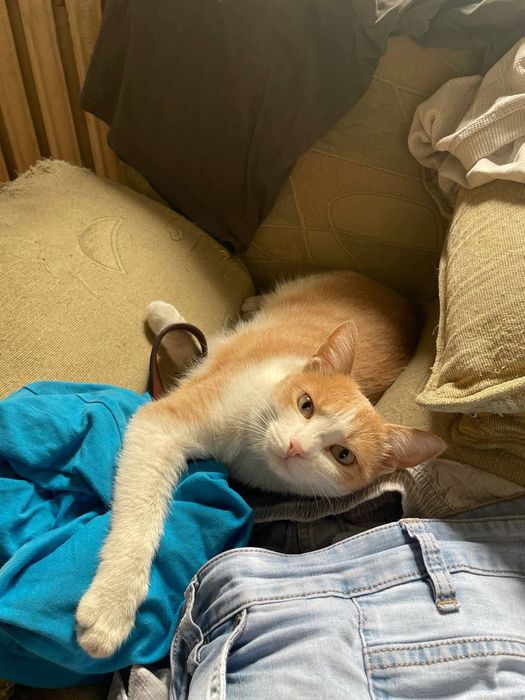 Отдам кошку в добрые руки