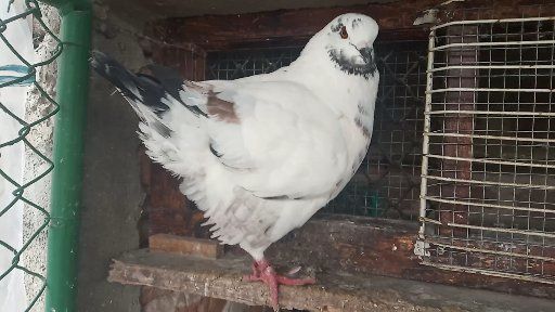 Американски Кинг