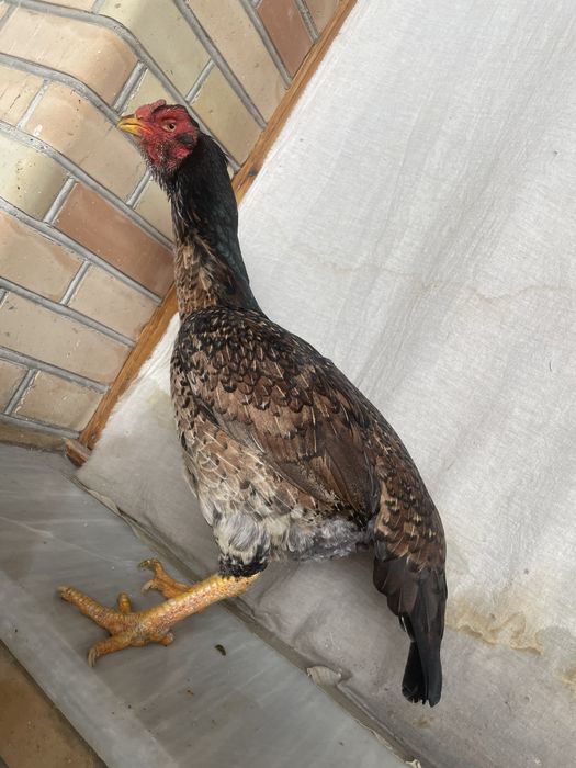 Yapon shamo tuxumga yaqin tulak tovuq 750 ming