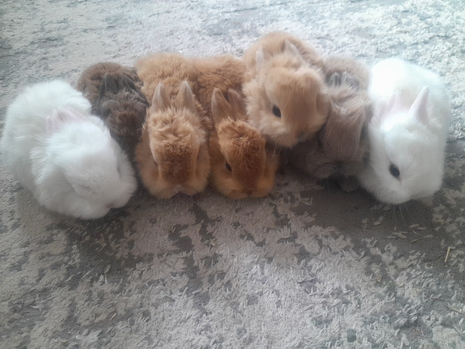 Quyon bolalari. Karlik quyoncha