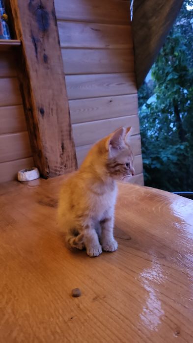 Котята  выросли с Алабаем