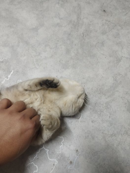 Продам кошку британской породы.
