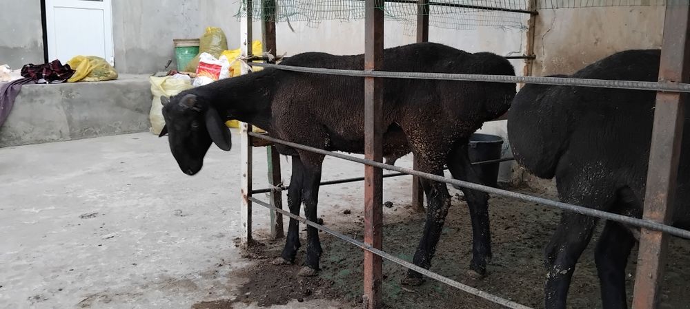 3 ta quchqorlar sotiladi
