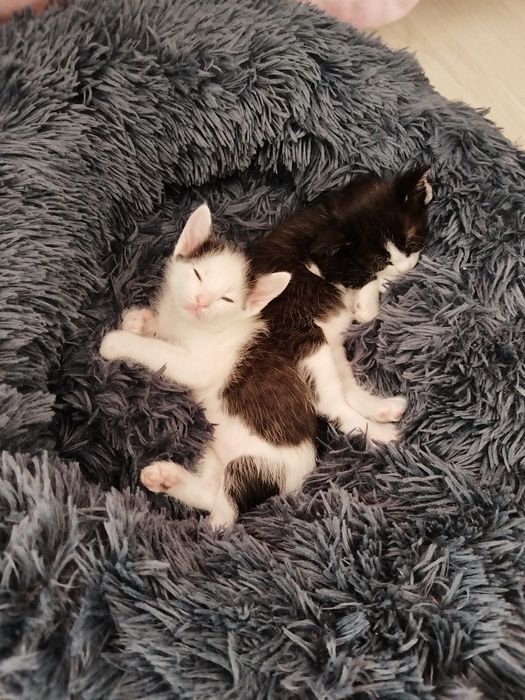 Отдам котят, лоток знают