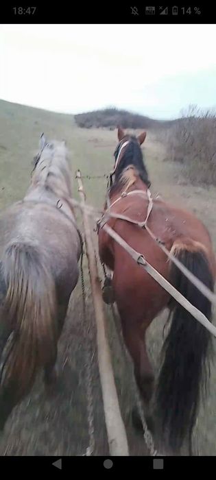 vand două manze de2 si 3ami