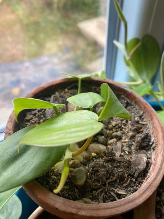 Filodendroni, pothos, mușcate parfumate și ghivece de ceramică