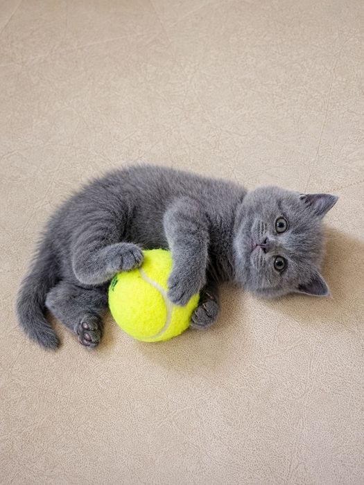 Продаются котята скотиш фолд и скотиш страйт