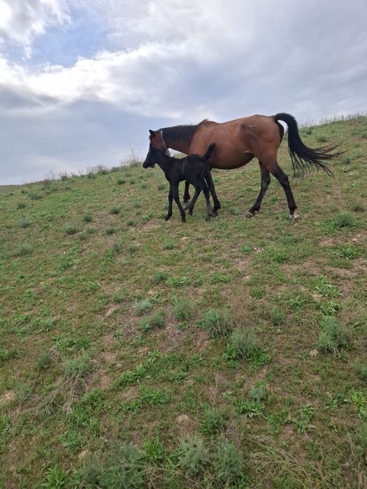 Құлынды бие сатылады