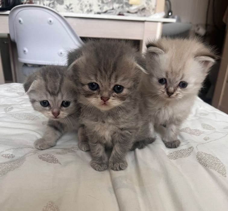 Котята Британской шиншиллы