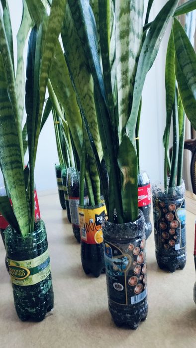 Комнатные цветы.