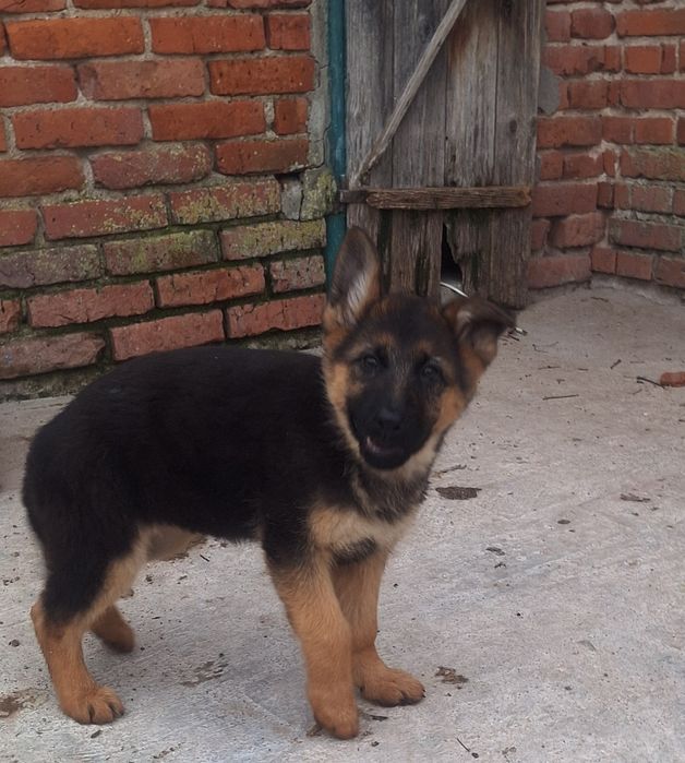 Немска овчарка!!!