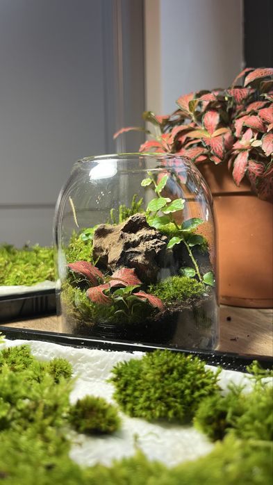 Vand terariu plante naturale