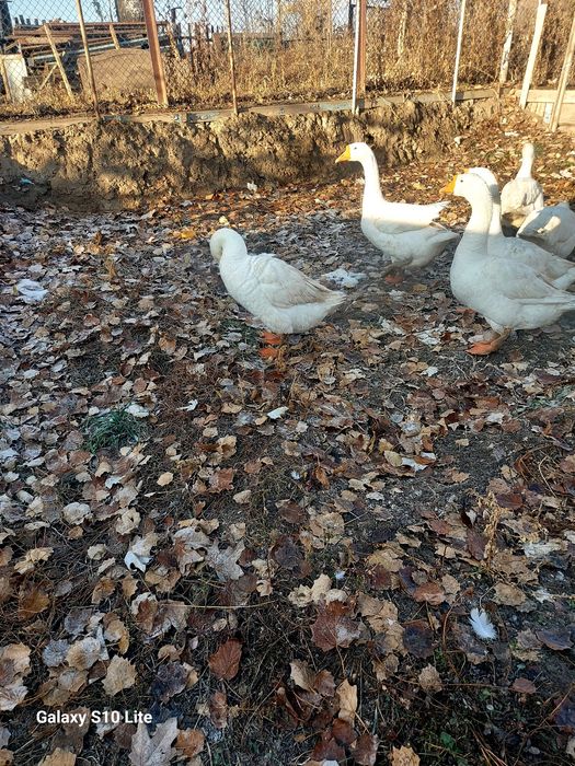 Продам больших гусей