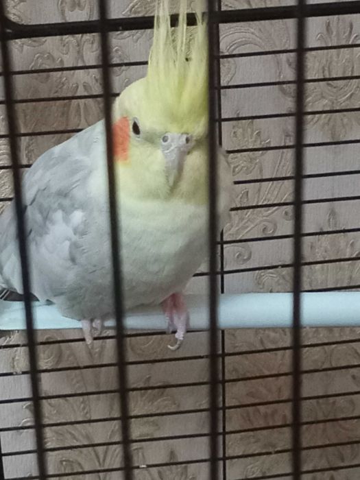 Карелла с клеткой