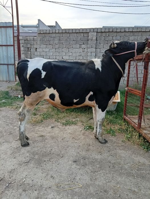 Buqa sotiladi qiziqala
