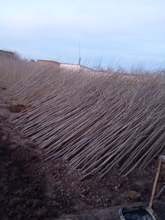 Yapon tut payvand qilingan