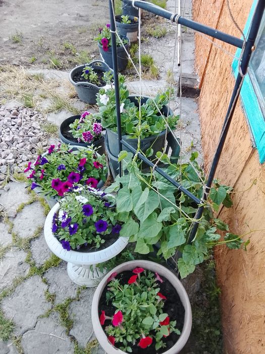 Продам дачу в Новопавловке