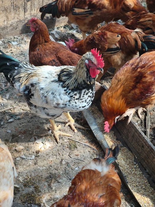 Продам петухов Чешского Доминта