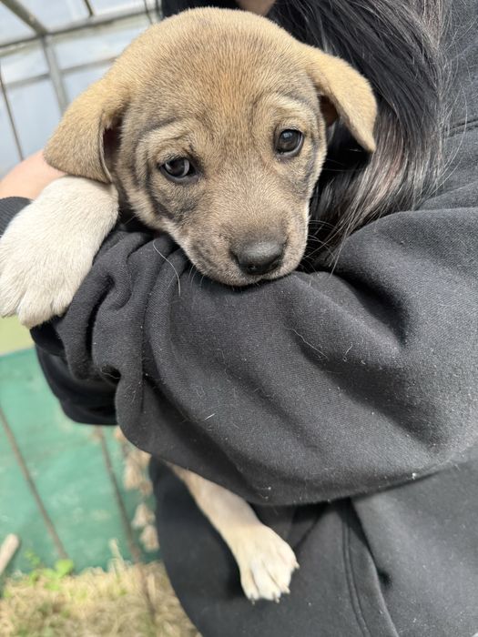 Подарявам кученца