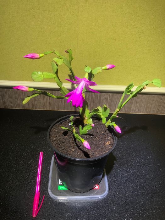 ЦЕНА ЗА ВСЕ 3 растения