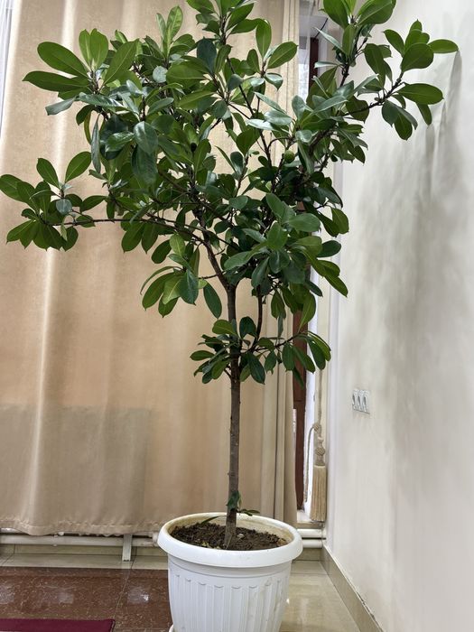 Офислар учун катта тувакларда гуллар