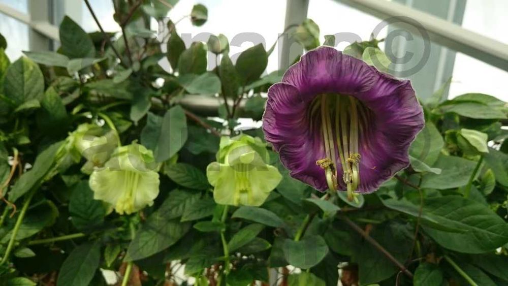 Plic 20 seminte Cobea alb violet  - Cobaea scandens purple / white