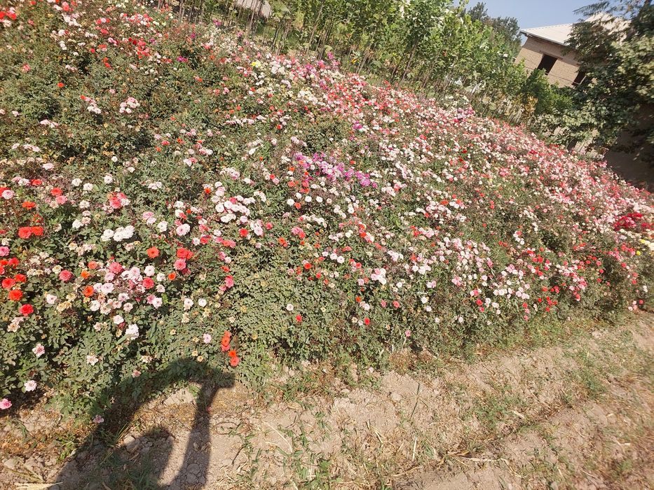 Все виды декоративных саженцев — оптом с собственного поля!