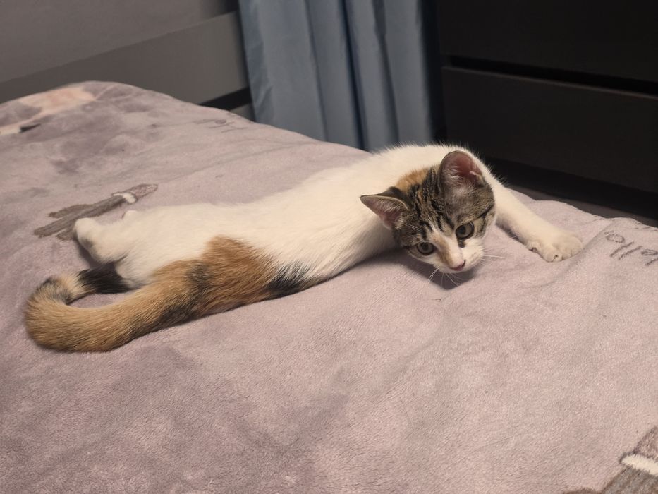 Котёнок девочка в добрые руки