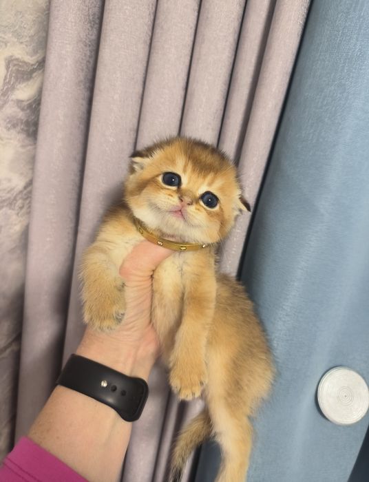 Котята от правильной вязки