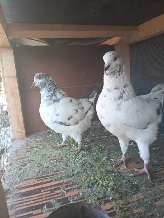 Schimb Porumbei kingi