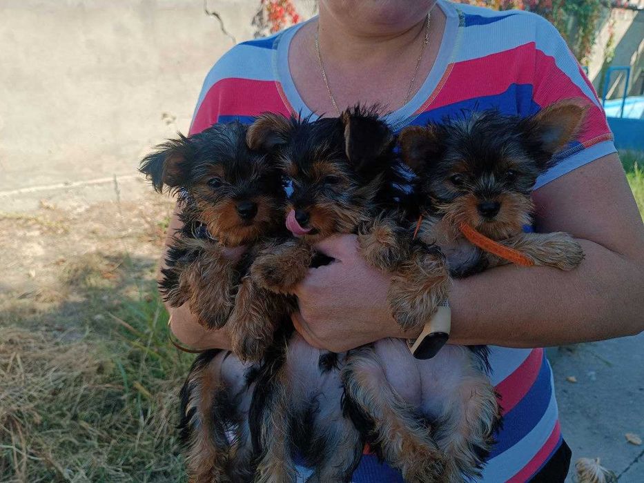 Йоркширский терьер