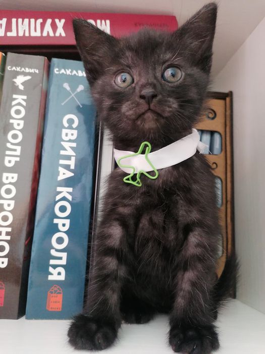 Британские котята в добрые руки.