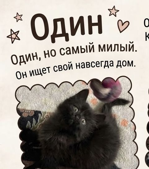 Чёрный пушистик ищет добрые ручки
