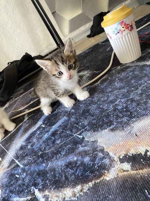 Отдам котят в добрые руки